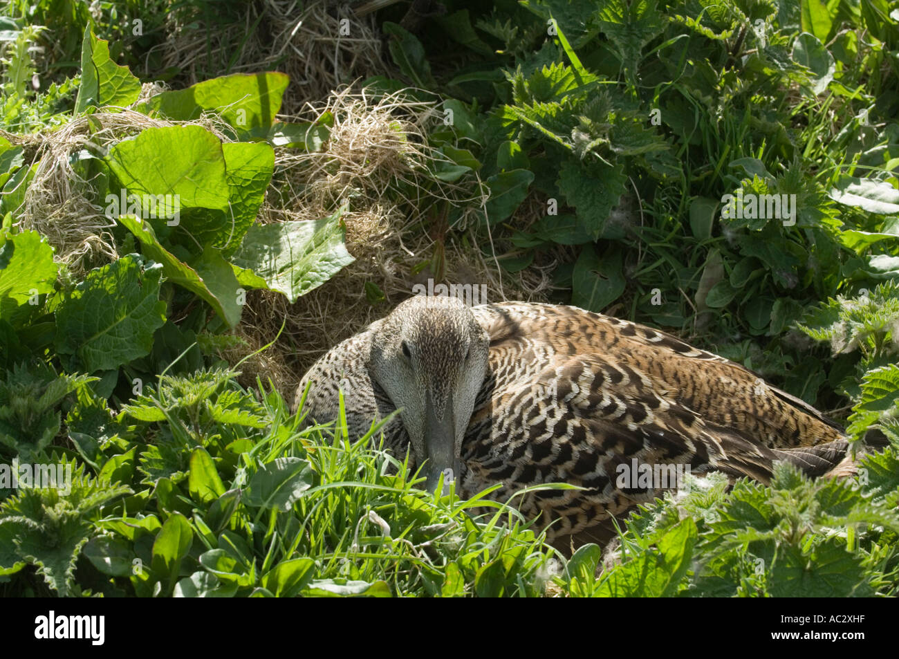 Il Comune Eider Duck (Somateria mollissima) femmina seduta sulle uova, farne Islands, Northumberland, Regno Unito, Europa Foto Stock