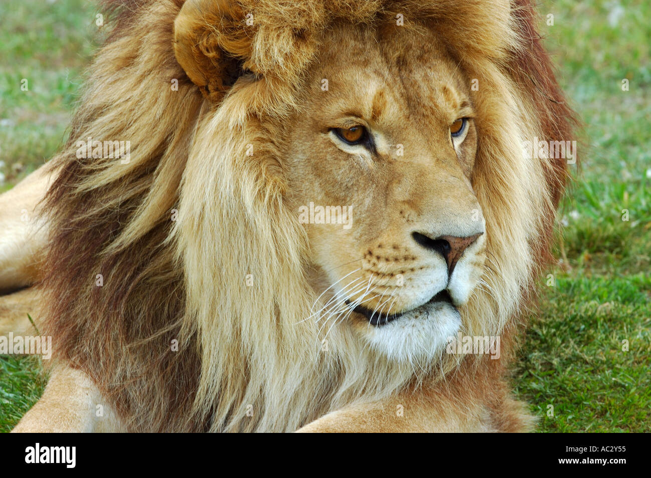 Faccia di leone maschio sdraiati sull'erba Foto Stock