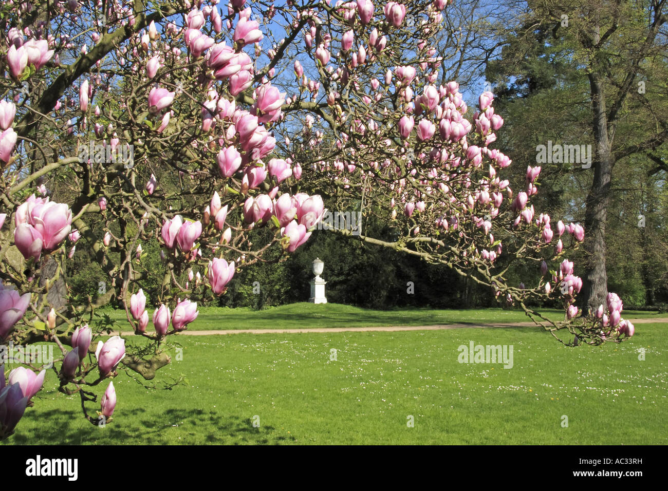 Piattino magnolia (Magnolia x soulangiana, Magnolia soulangiana, Magnolia x soulangeana, Magnolia soulangeana), Woerlitz Park, vi Foto Stock