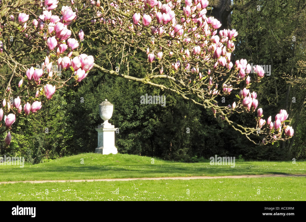 Piattino magnolia (Magnolia x soulangiana, Magnolia soulangiana, Magnolia x soulangeana, Magnolia soulangeana), Woerlitz Park, vi Foto Stock