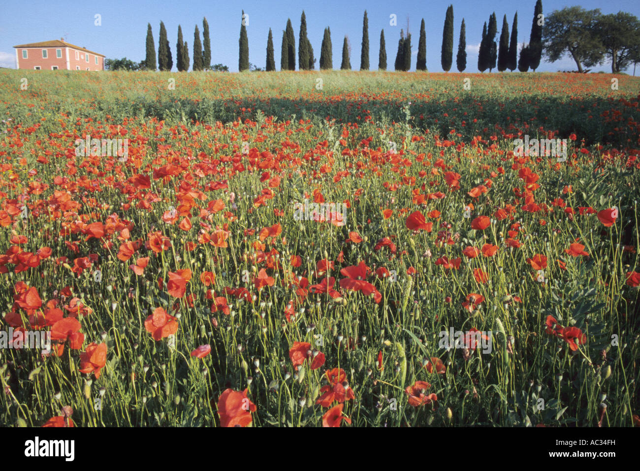 Campo di papavero in Toscana, Italia, Toscana Foto Stock