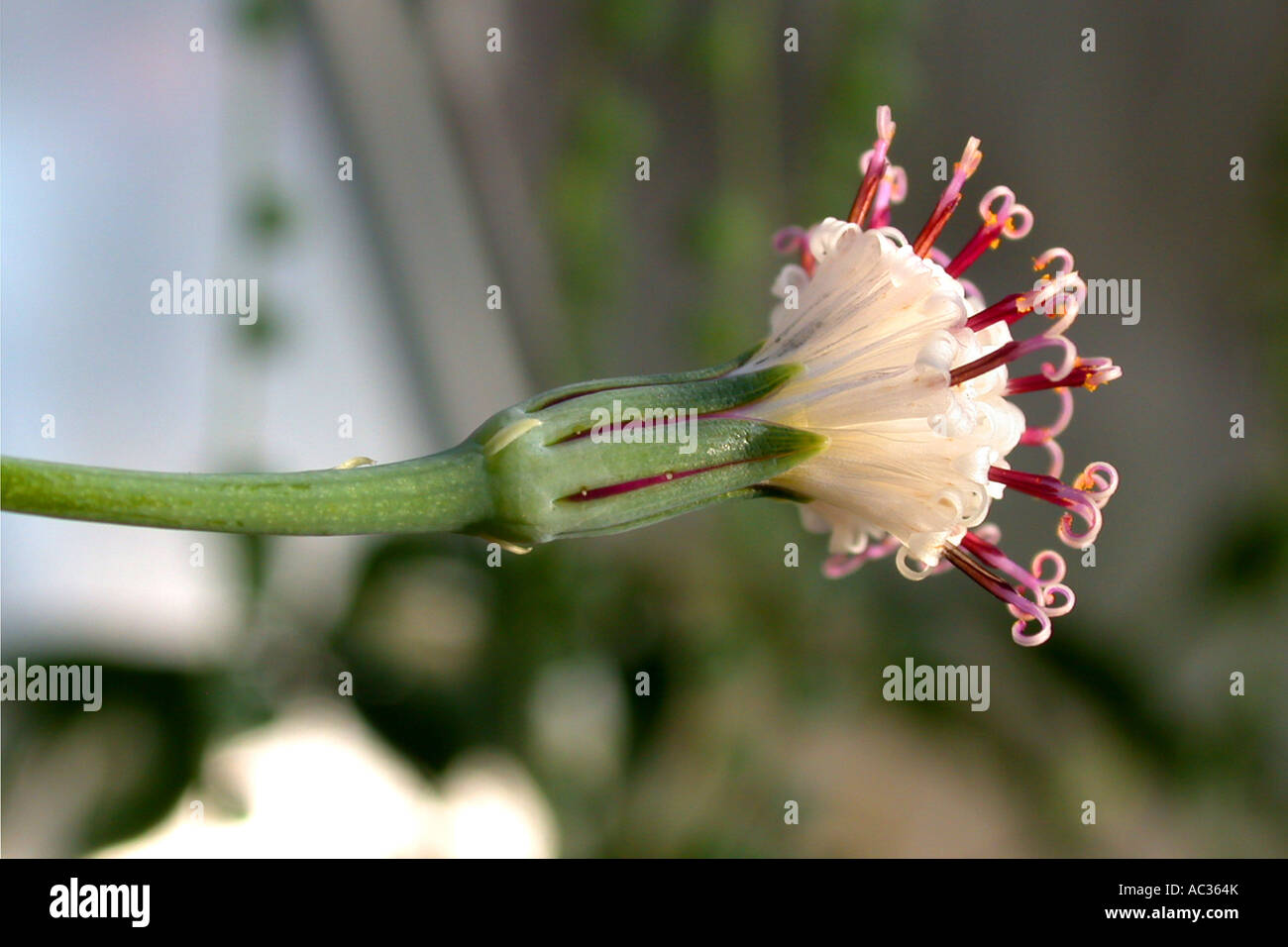 Ribes, stringa di perle, stringa-di-perle. String-di-marmi, stringa-di-Piselli (Senecio rowleyanus), fioritura Foto Stock