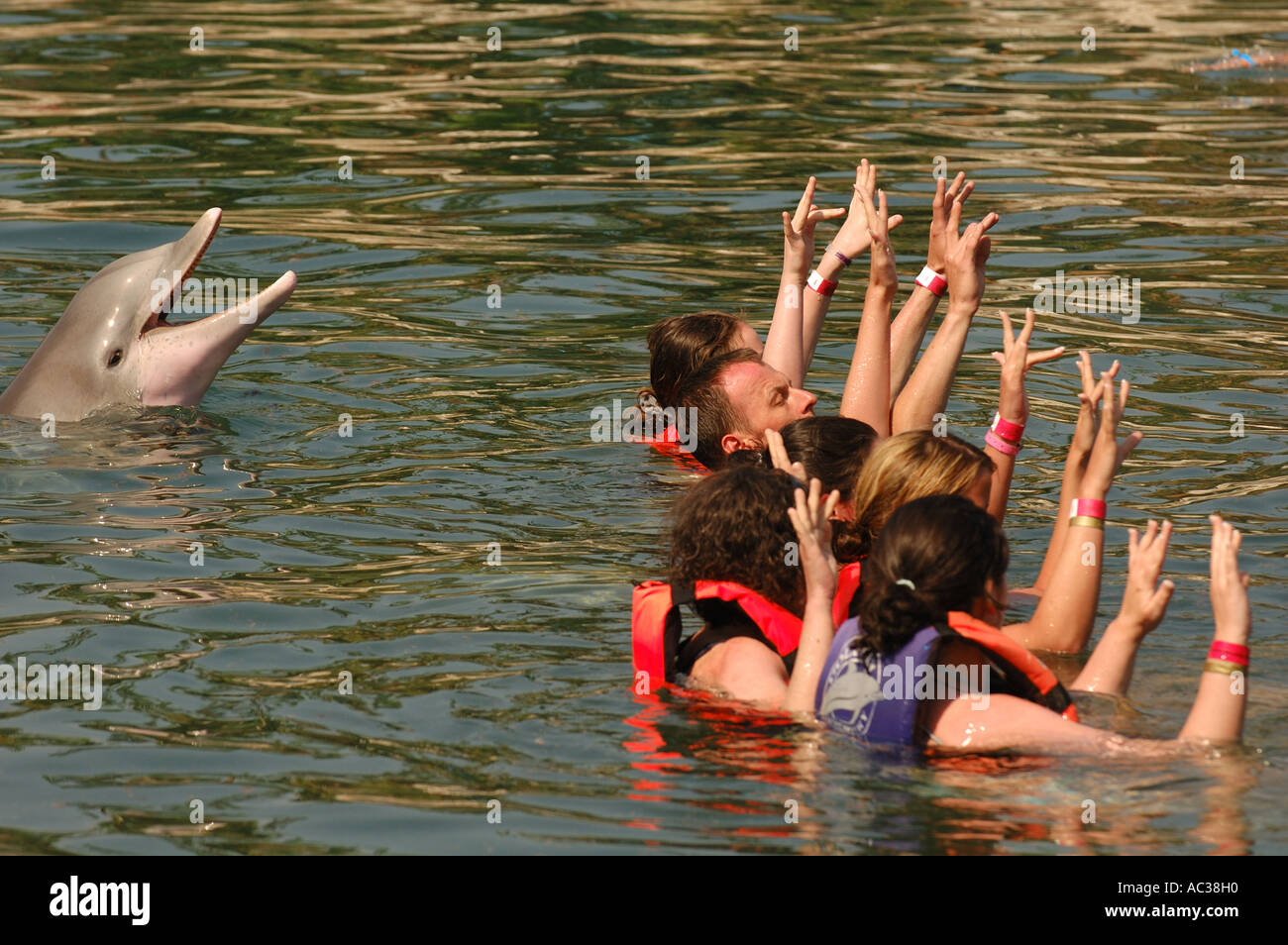 I turisti hanno alzato le loro mani come un delfino nuota vicino a loro in Messico. Foto Stock
