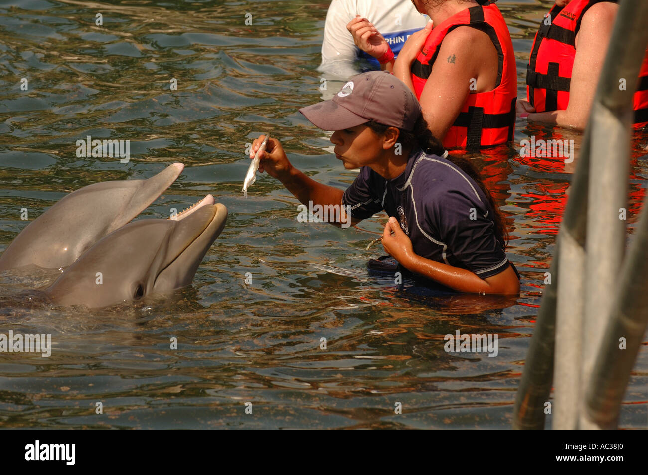Un trainer alimenta i pesci per i delfini in Messico. Foto Stock