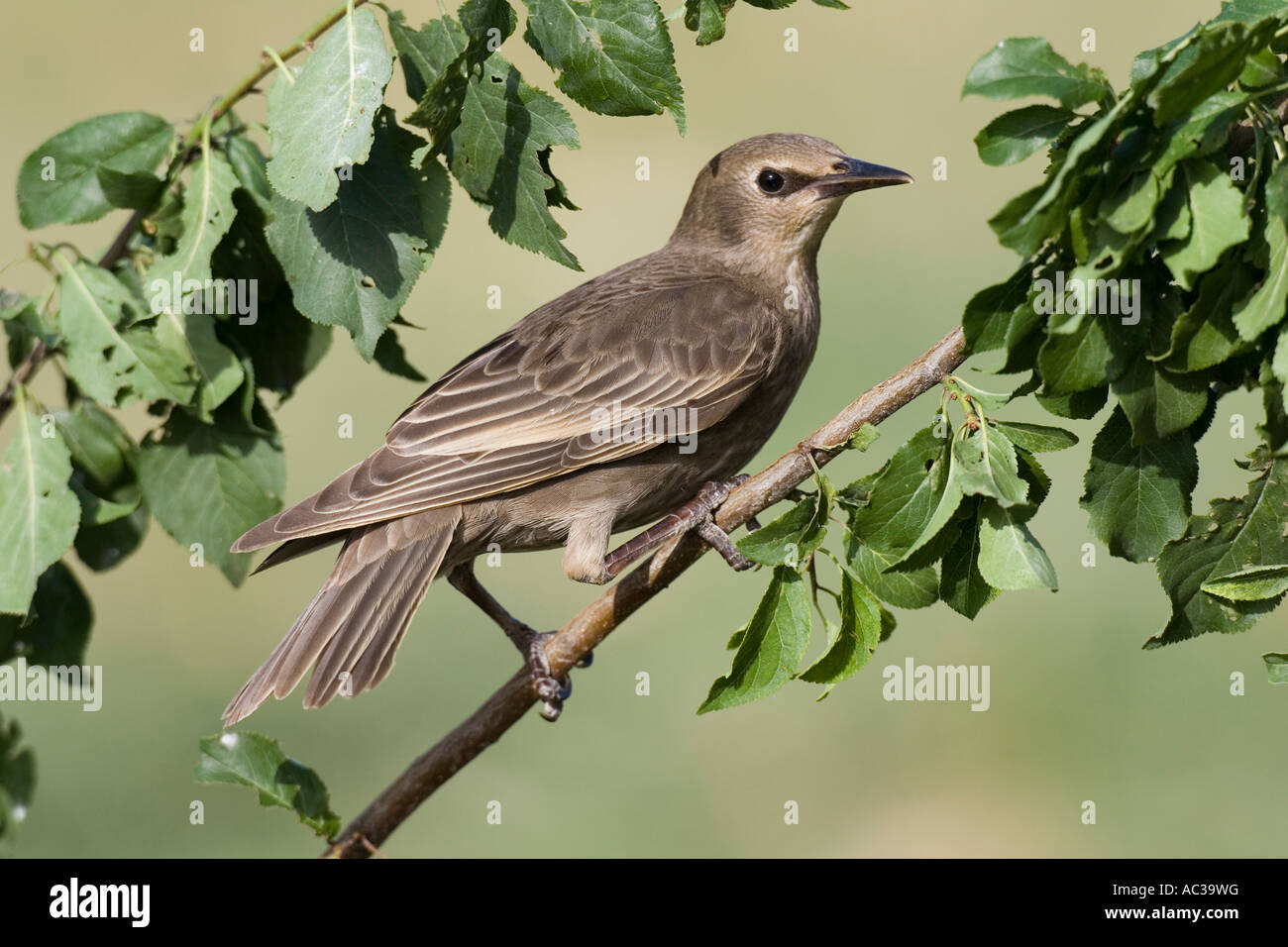 Immaturo European Starling appollaiato su un ramo frondoso Foto Stock