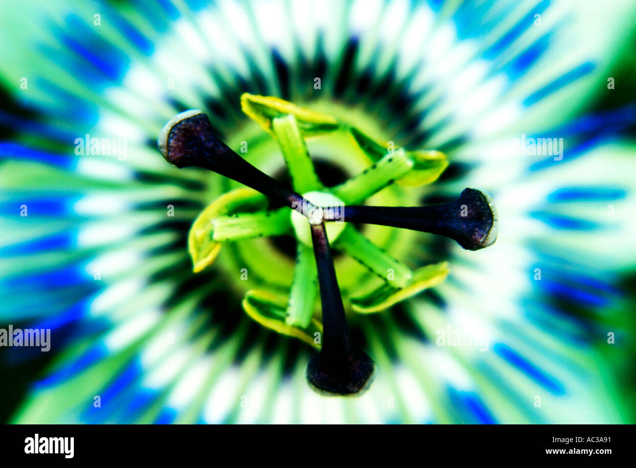 Chiudere fino al frutto della passione fiore pieno fiore Foto Stock
