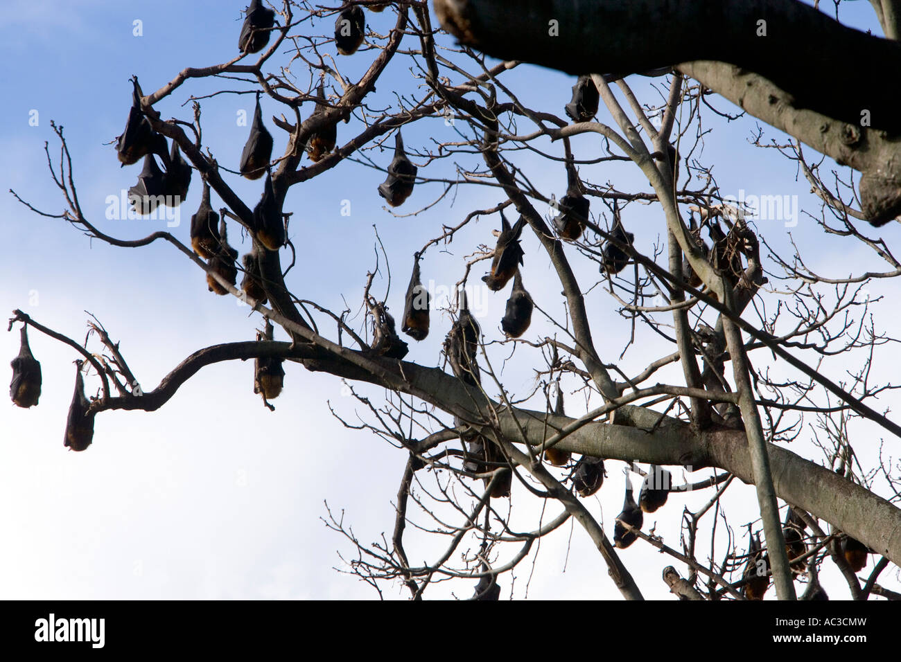 Le volpi volanti appesi da alberi del giardino botanico reale Sydney Australia il 10 Luglio 2007 Foto Stock