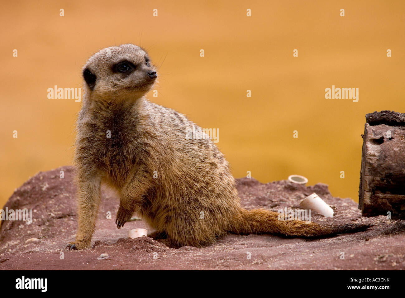 Meerkat presso lo zoo di Taronga Sydney Australia su 11 Luglio 2007 Foto Stock