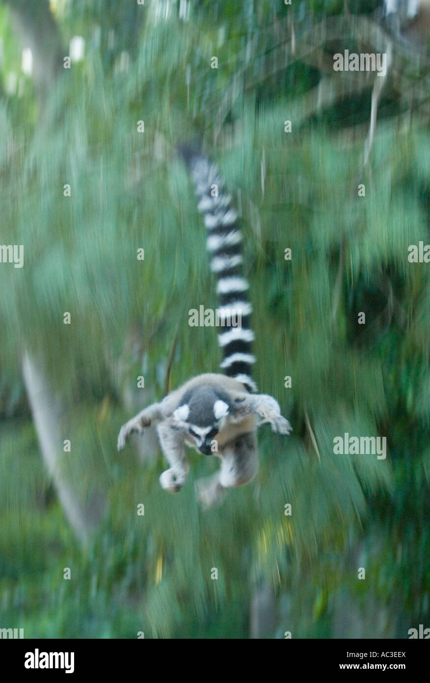 Anello-tailed Lemur (Lemur catta) che cade da albero, riserva Berenty MADAGASCAR Foto Stock