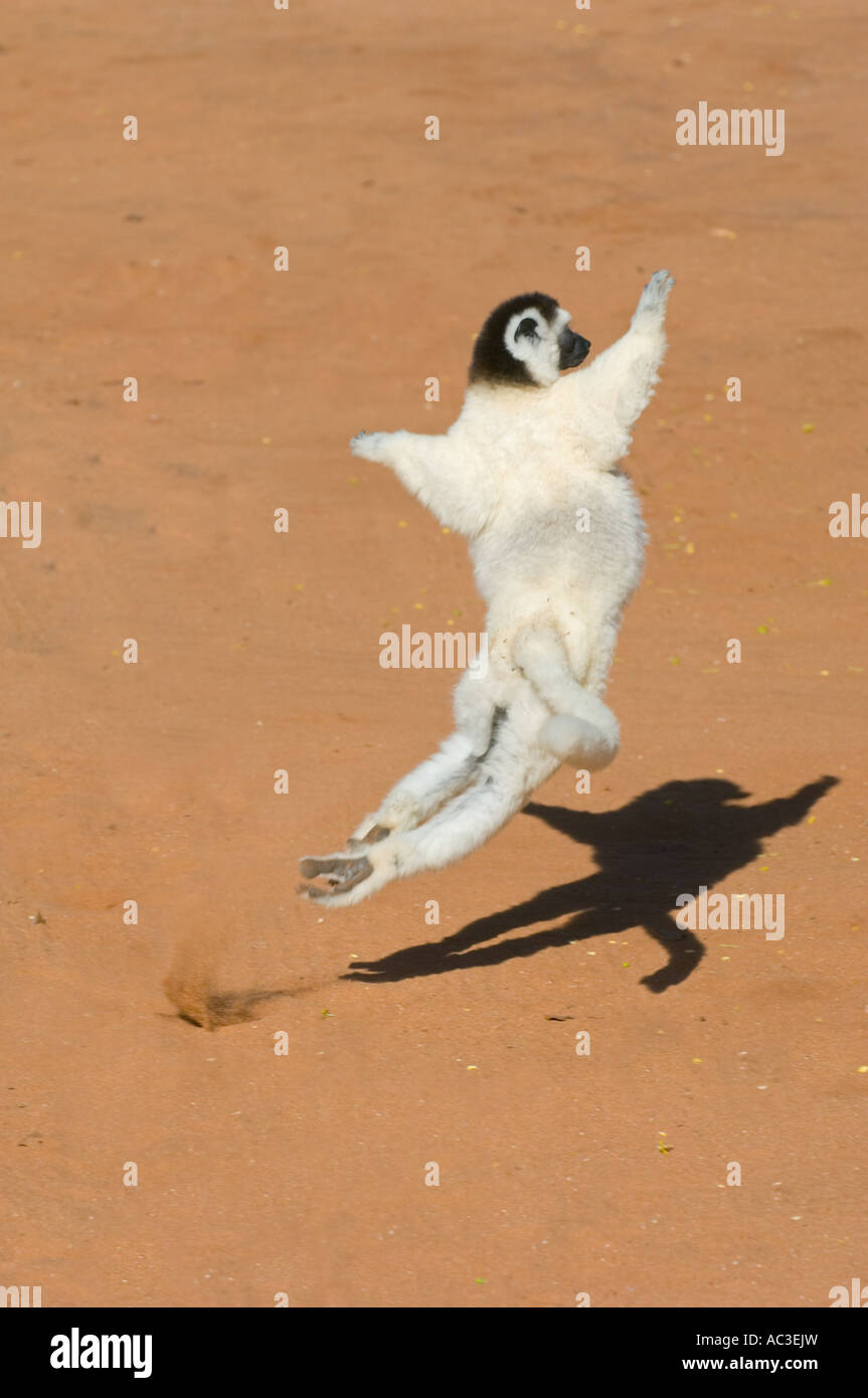 La Verreaux Sifaka (Propithecus verreauxi) Riserva Berenty MADAGASCAR Foto Stock La Verreaux Sifaka (Propithecus verreauxi) Riserva Berenty MADAGASCAR Foto Stock