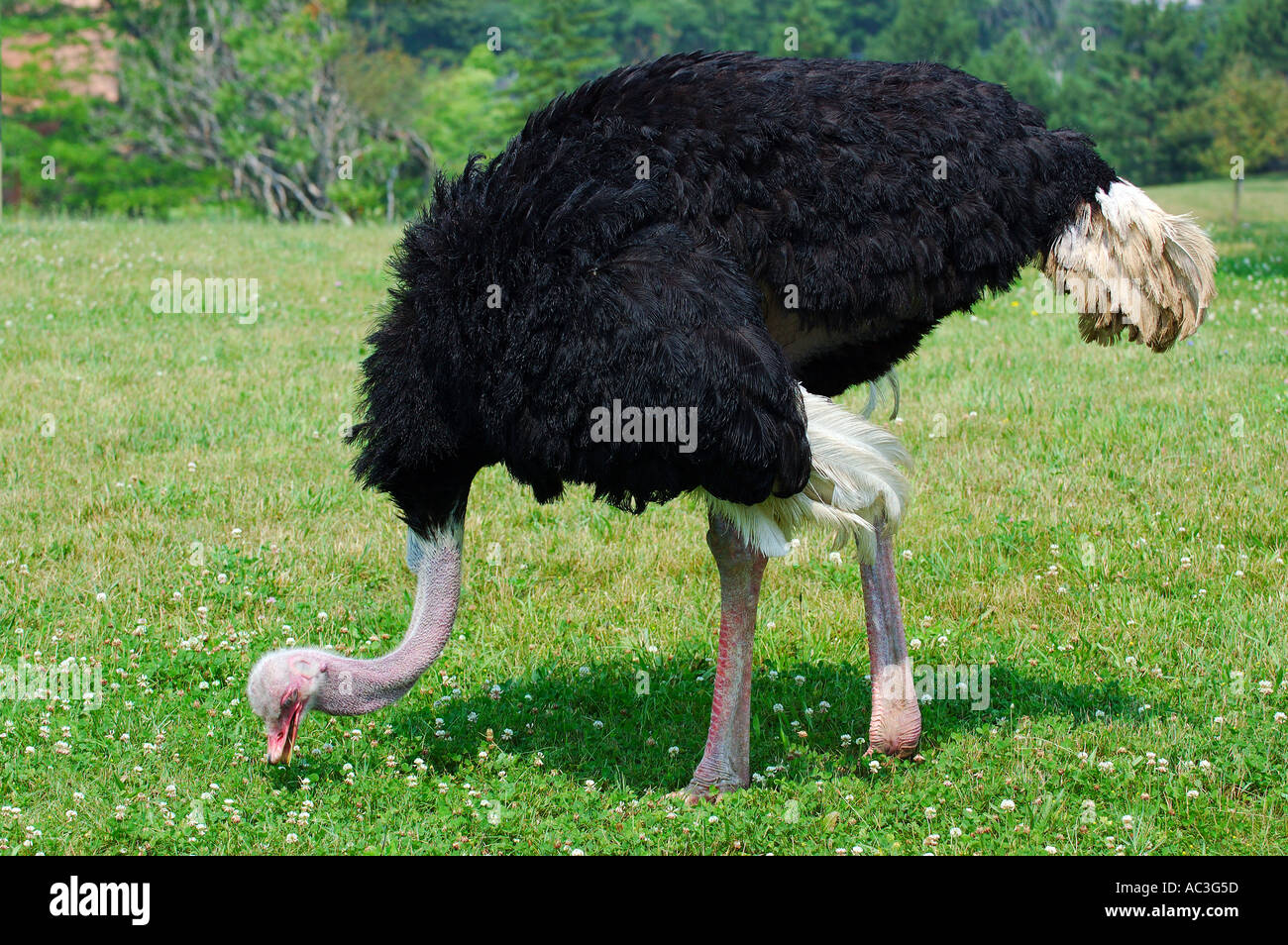 Struzzo trifoglio becchettare in un campo lo Zoo di Toronto Foto Stock