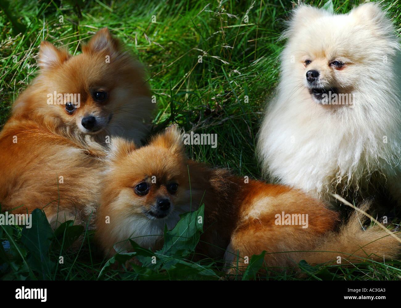 Tre Pomerania cani di razza si stabilirono nell'erba alta Toronto Foto Stock