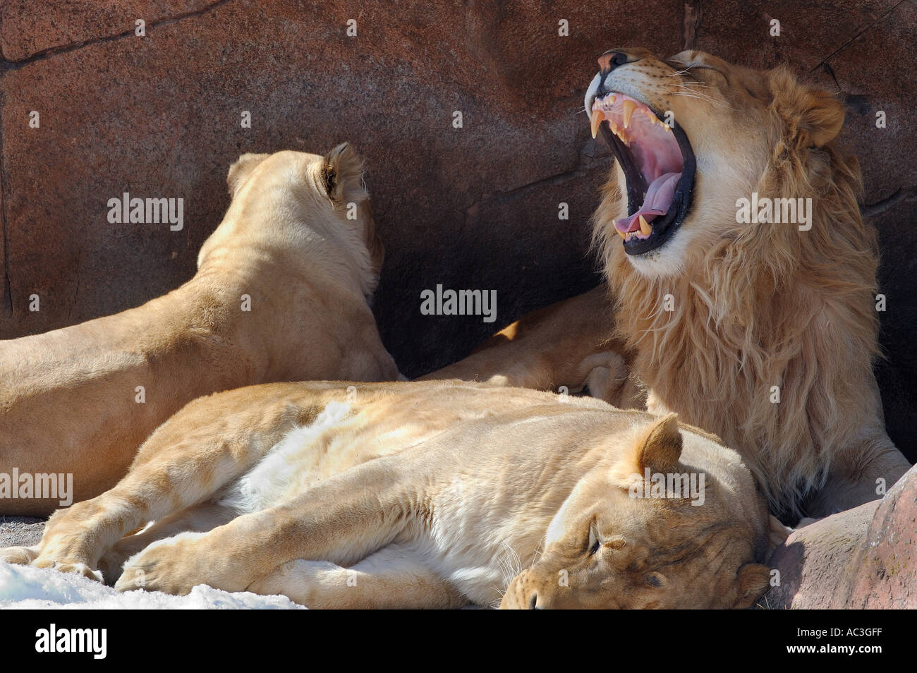 Ruggente leone maschio in den con due femmine Foto Stock