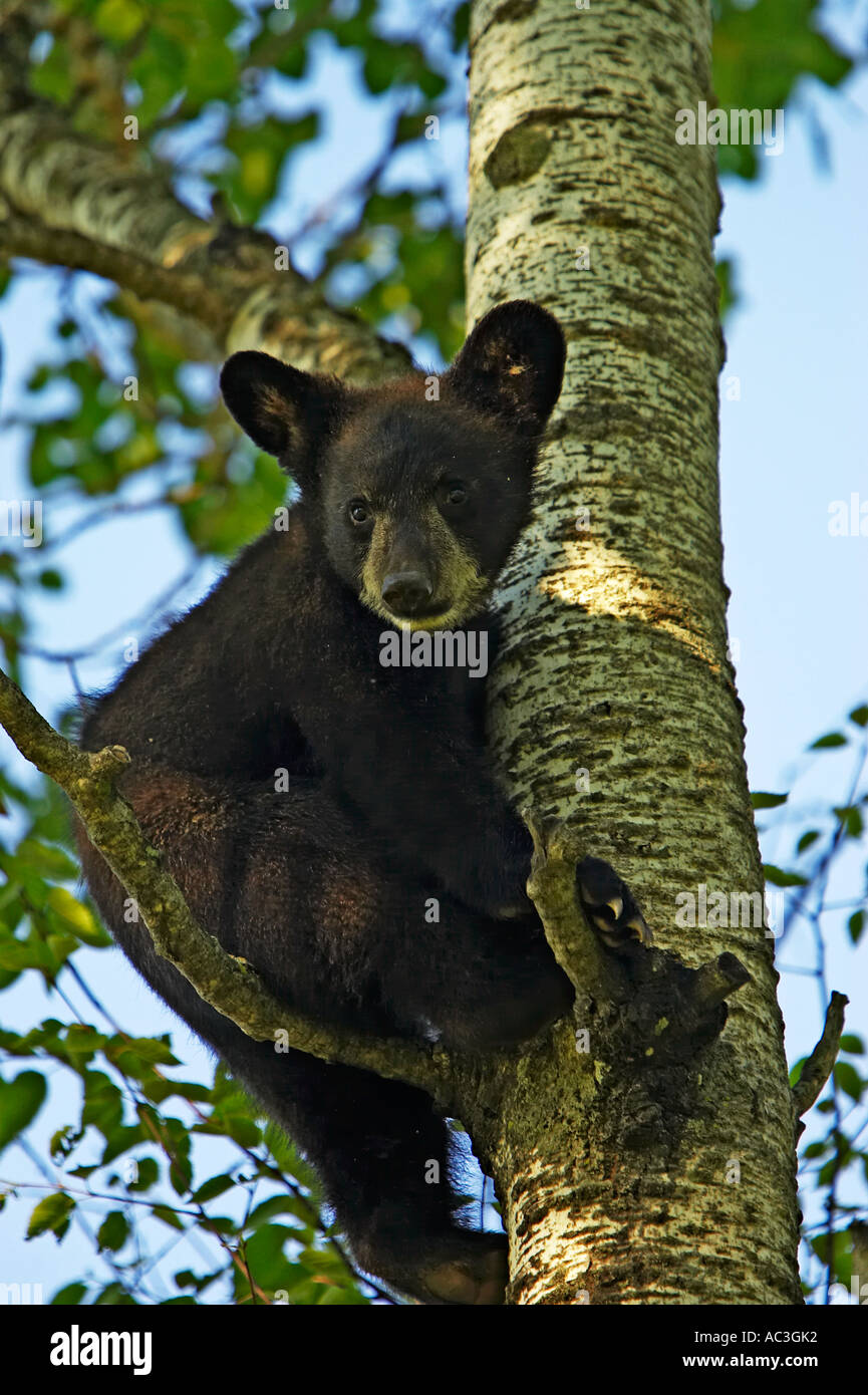 Black Bear Ursus americanus Pine County Minnesota USA Foto Stock
