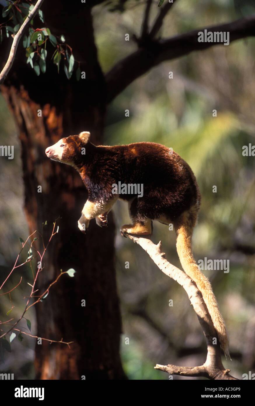 Matschie's Tree Kangaroo Dendrolagus matschiei Foto Stock