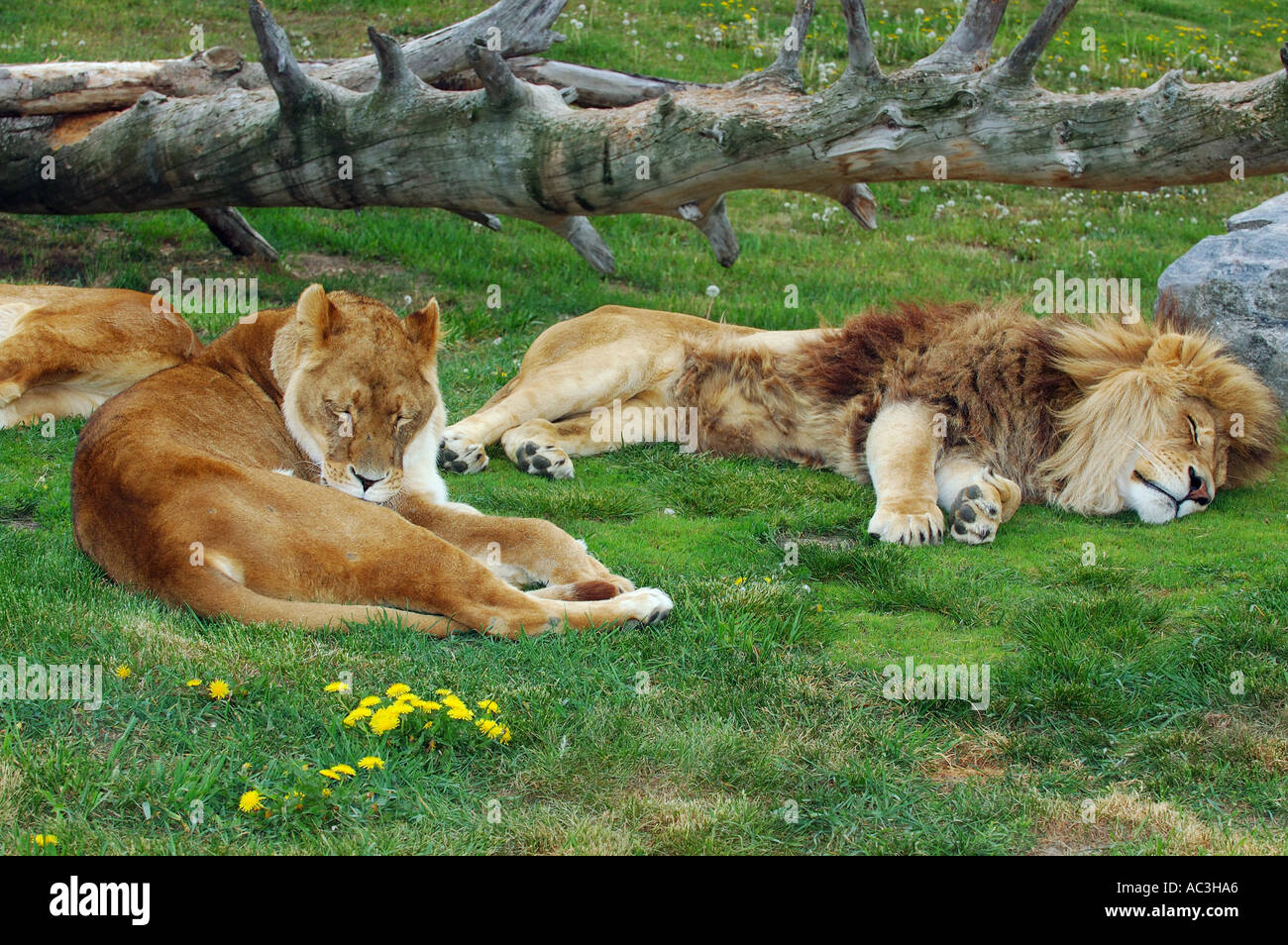 Maschio e femmina a pelo Lions e la balneazione in un campo di erba Foto Stock