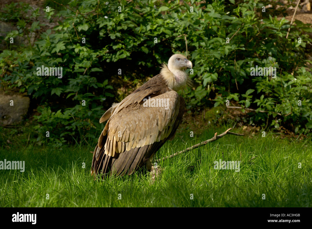 Avvoltoio Europeo di Gyps fulvus Foto Stock