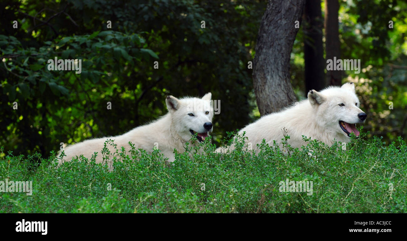 Due white arctic lupi giacente all'ombra di una foresta Foto Stock