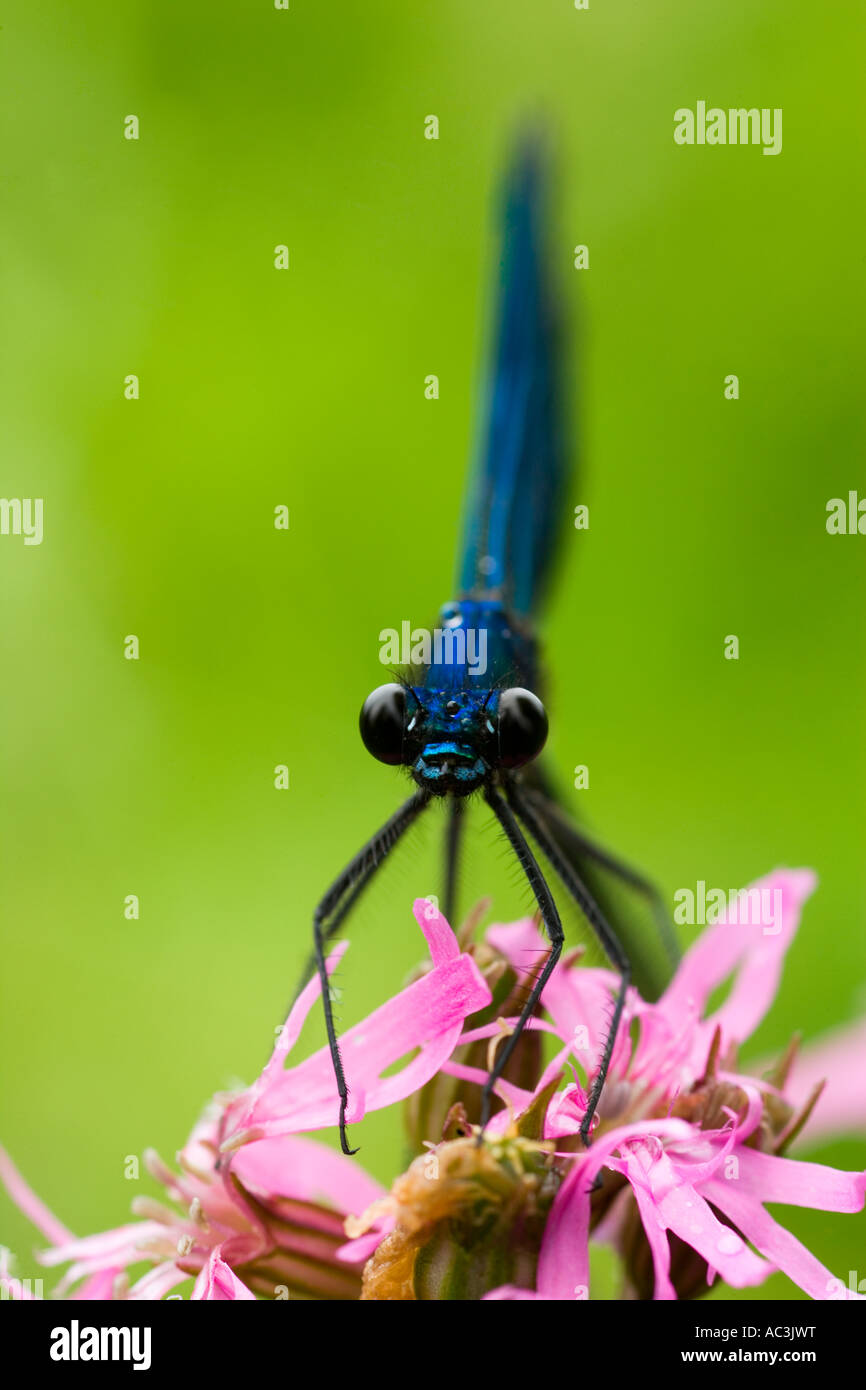 Nastrare agrion damselfly Foto Stock