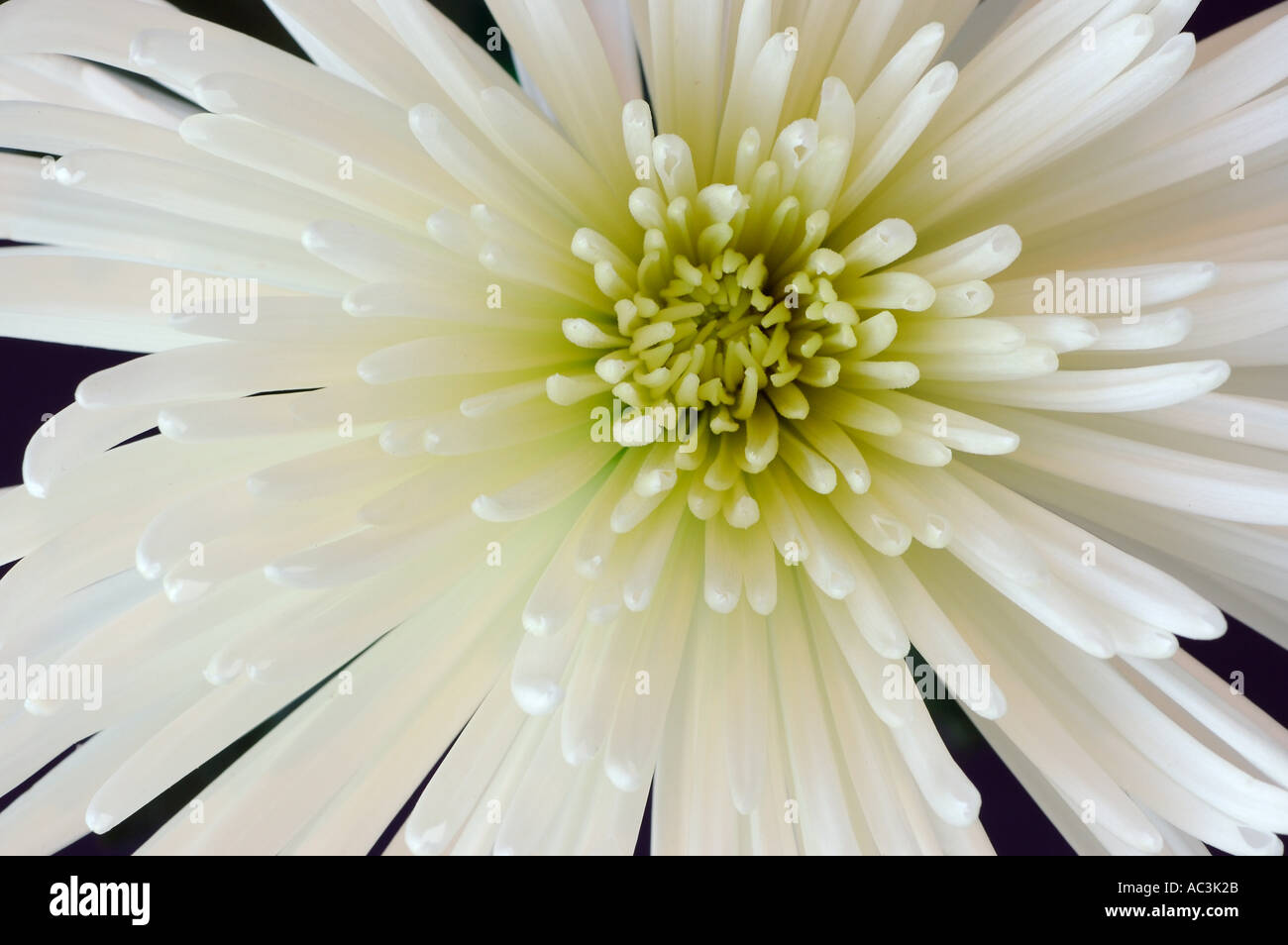 Close up White spider crisantemo fiore Foto Stock