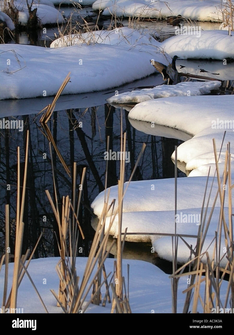 Mallard duck sbattimenti ali in una coperta di neve Marsh Rowntree Mill Park Toronto Foto Stock