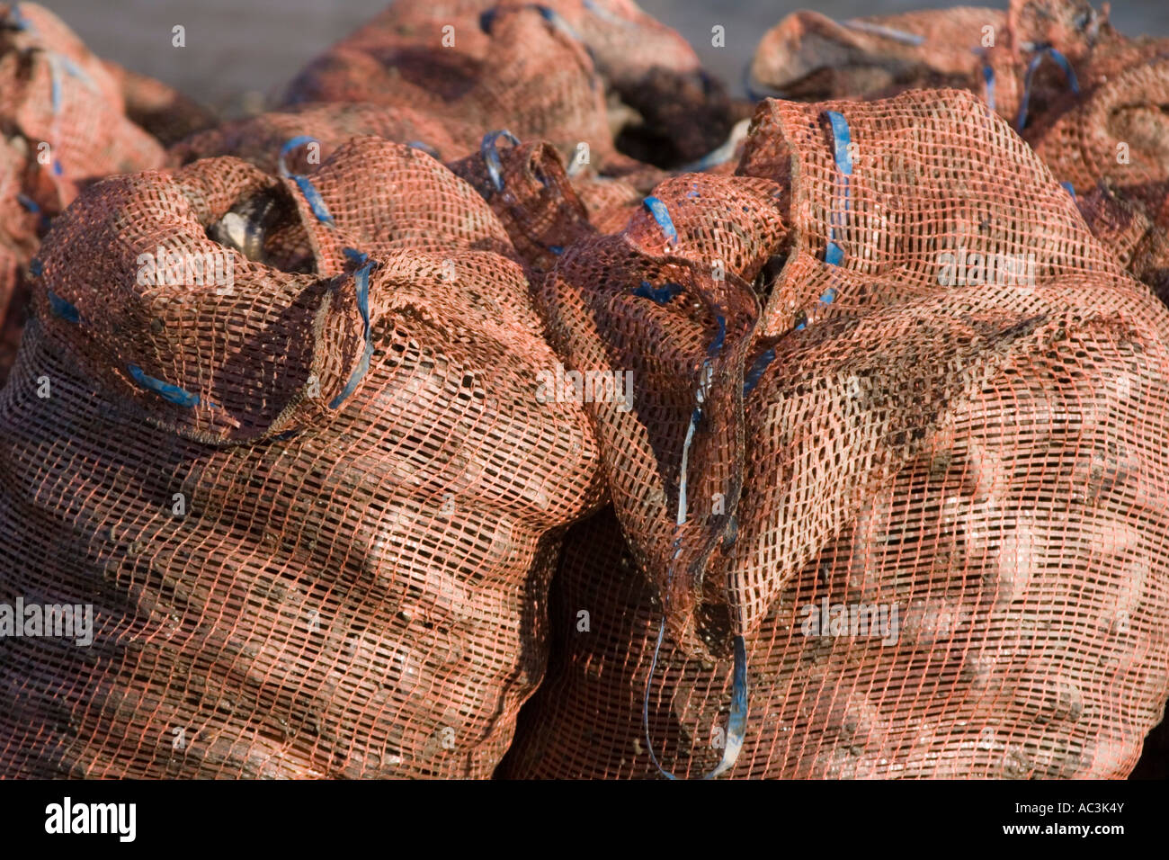 Sacchetti di cozze in attesa di essere raccolti nel porto di Conwy Foto Stock