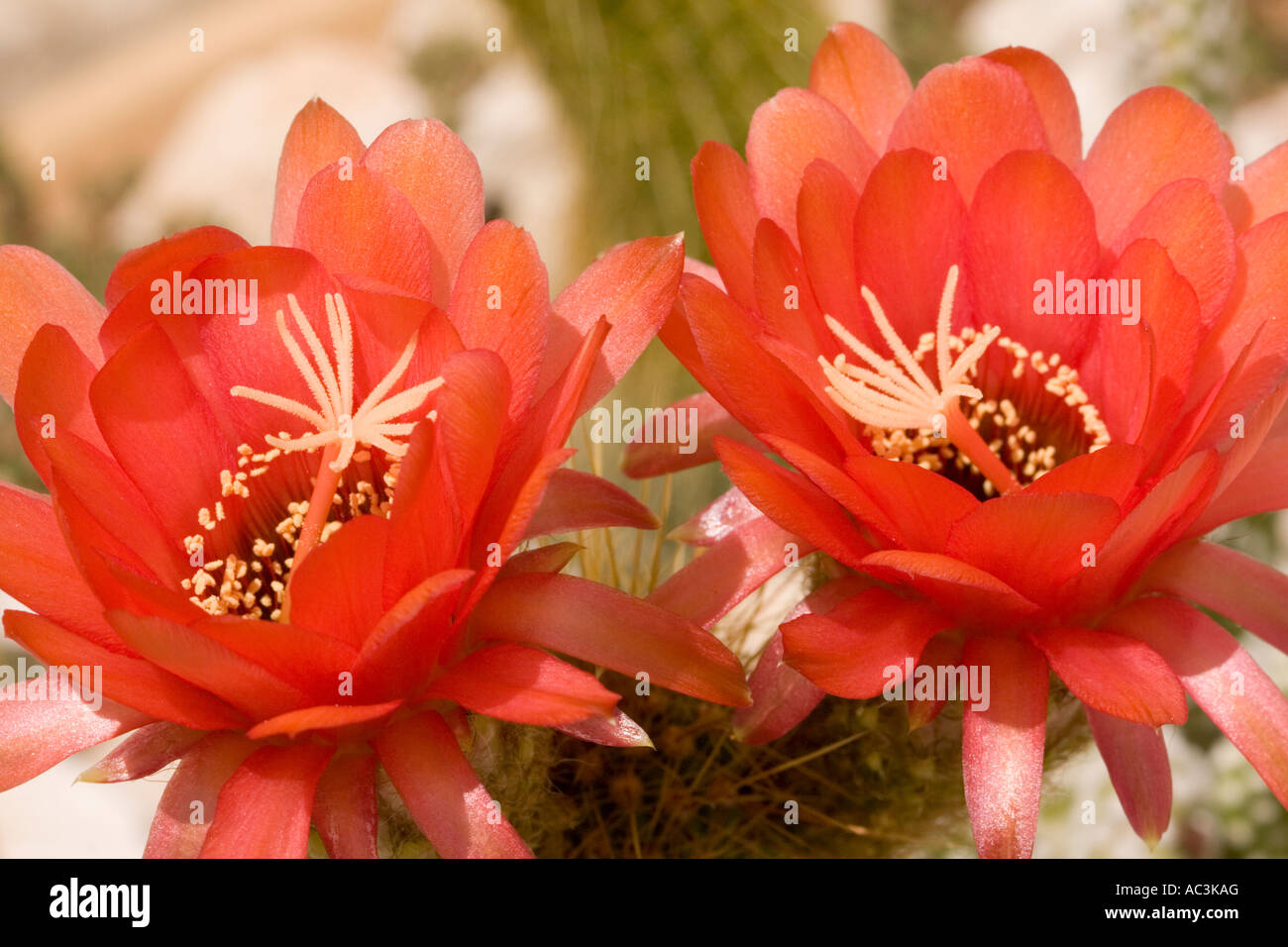 Rosso cactus echinopsis fiore. Il form principale ha fiori di colore rosso in estate ma in forma di arancio e giallo possono essere trovati. Foto Stock
