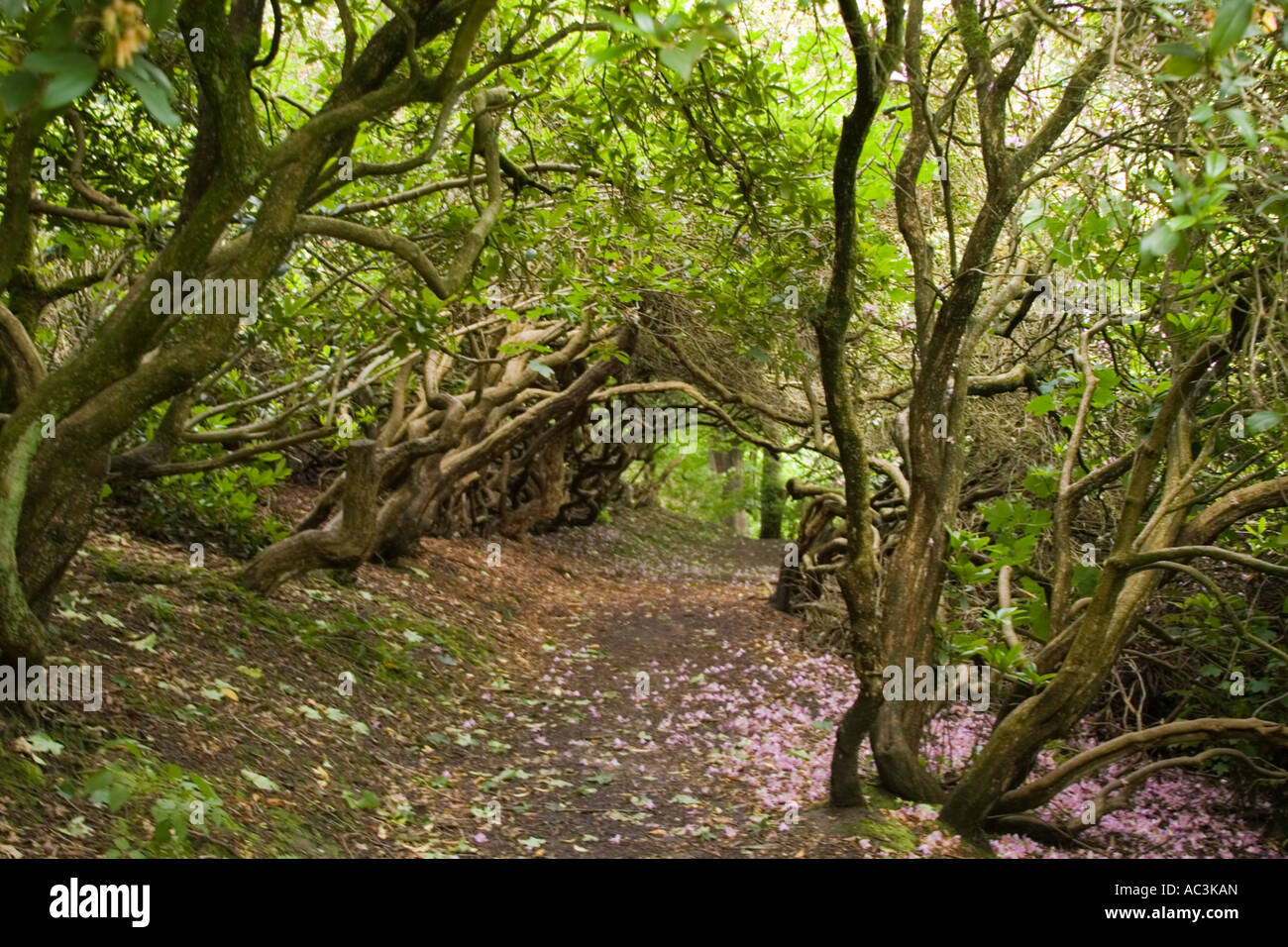 Viale alberato a piedi in Etherow country park in Compstall vicino Marple Cheshire Foto Stock