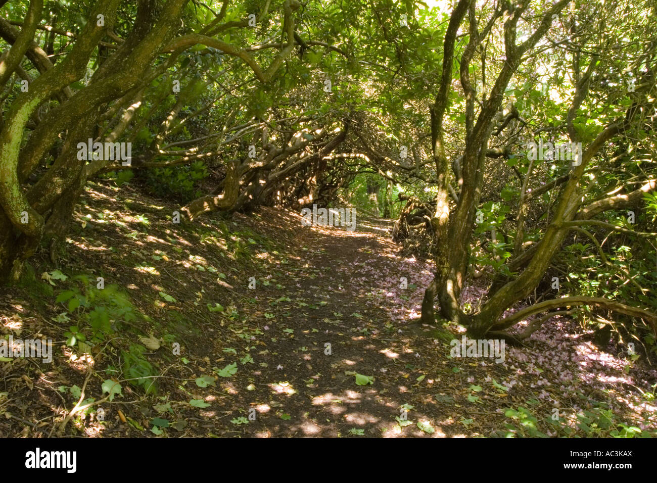 Viale alberato a piedi in Etherow country park in Compstall vicino Marple Cheshire Foto Stock