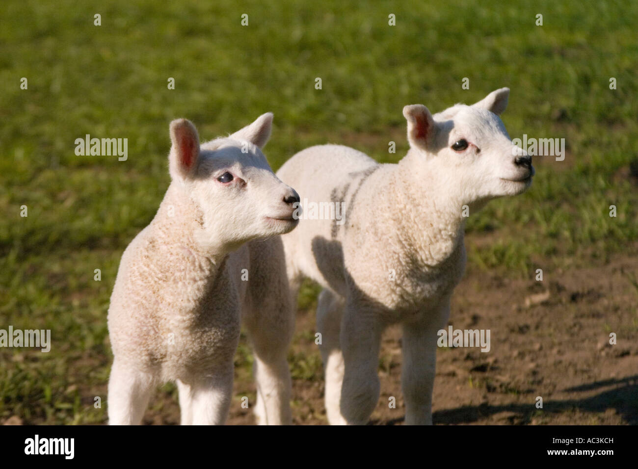 Due agnelli prestando attenzione Foto Stock