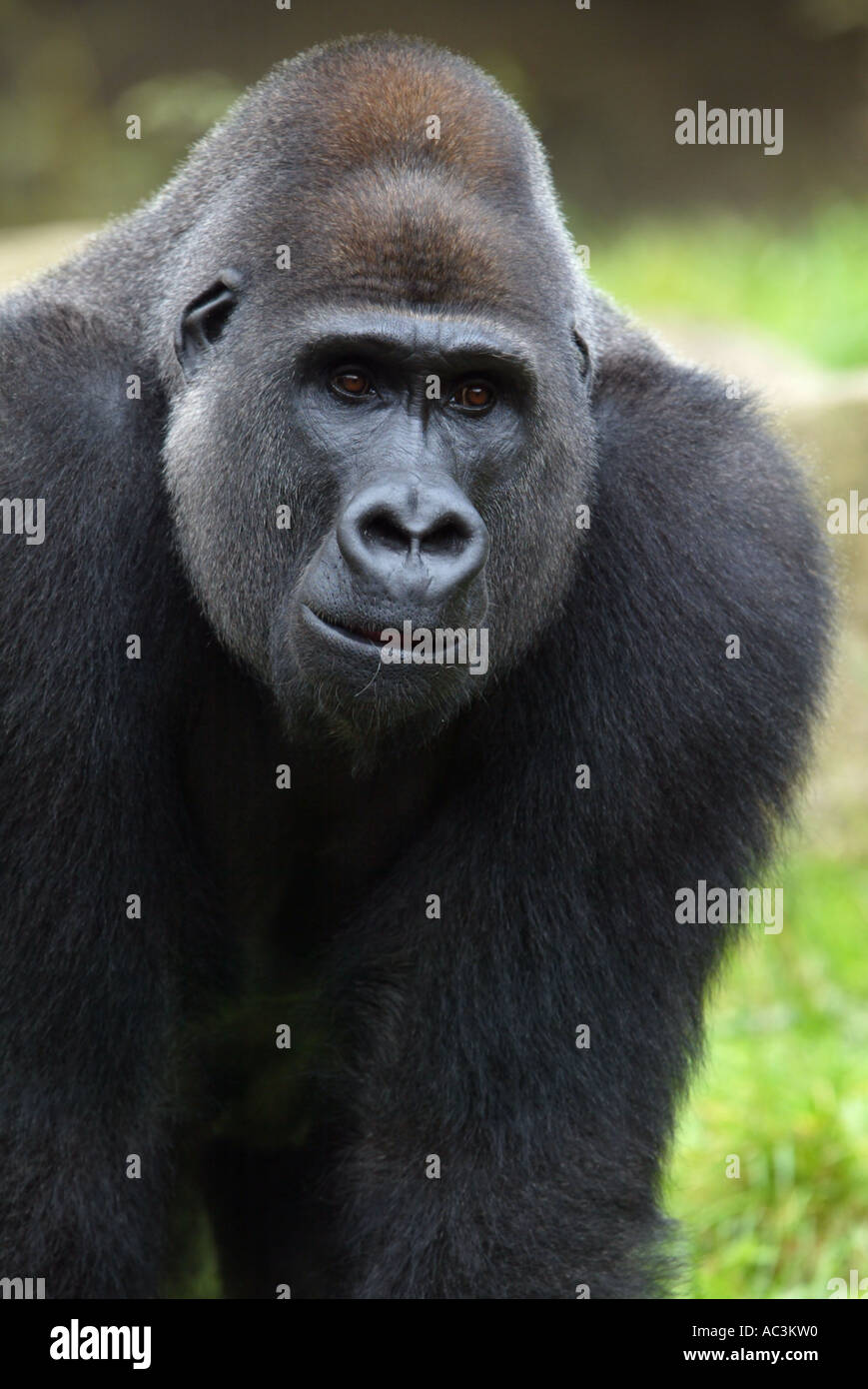 Pianura orientale argento indietro ritratto gorilla - gorilla Gorilla Foto Stock