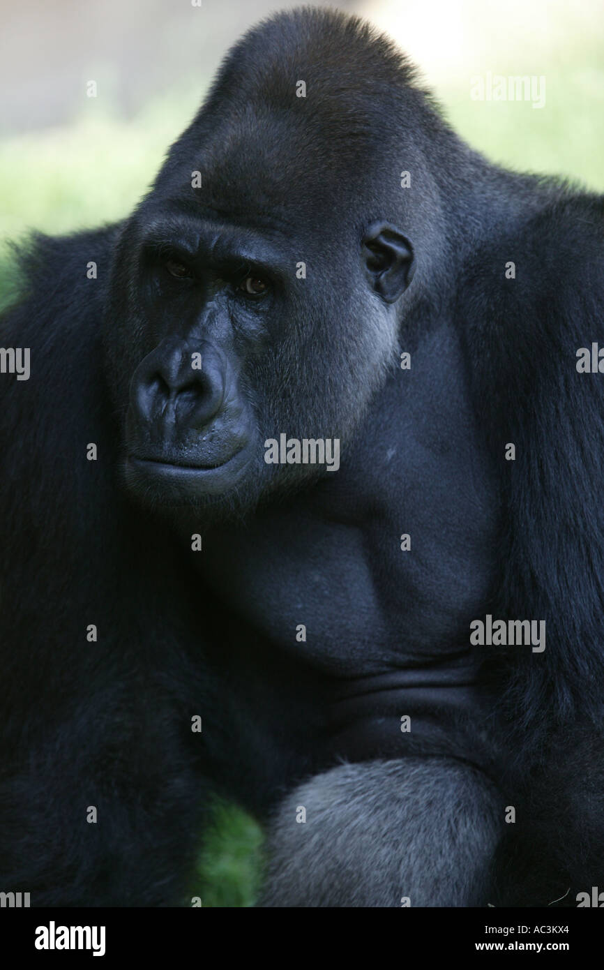Pianura orientale argento indietro gorilla closeup - gorilla Gorilla Foto Stock