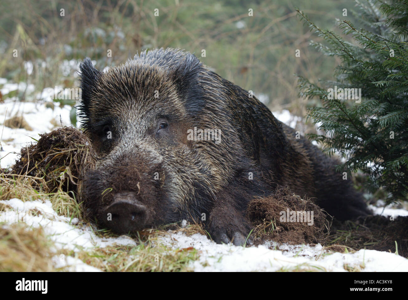 Il Cinghiale nella neve - Sus scrofa Foto Stock