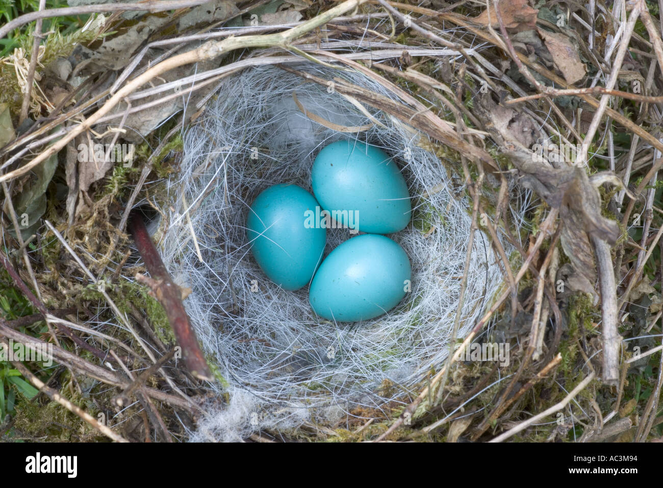 Dunnock Prunella modularis Nest uova Foto Stock