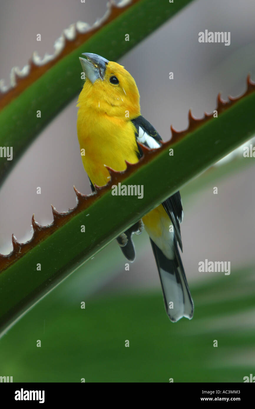 Giallo - Grosbeak Pheucticus chrysopeplus Foto Stock