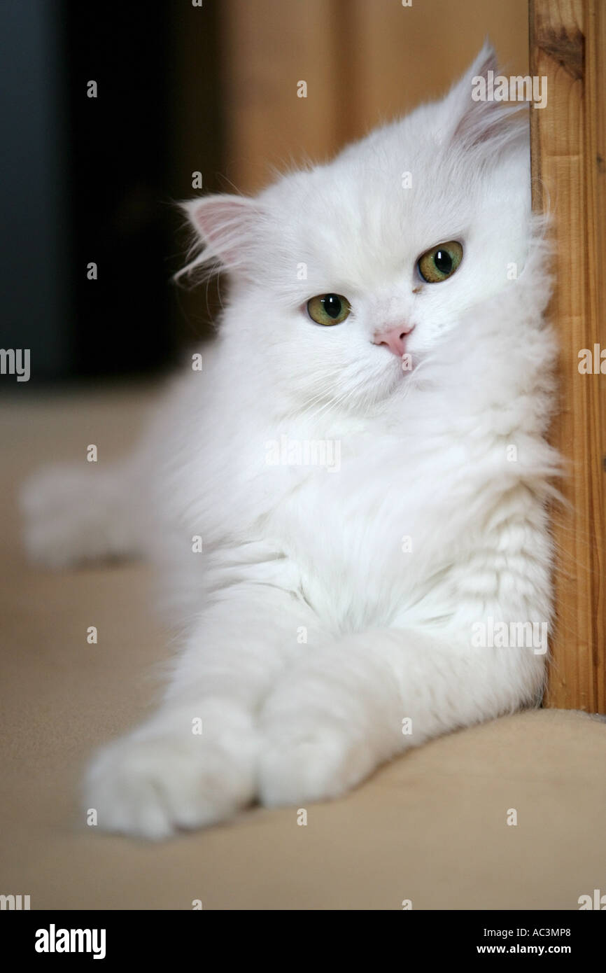 Bianco gatto persiano closeup Foto Stock