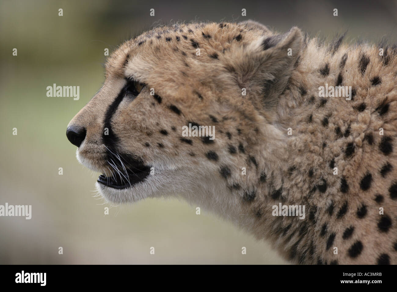 Ghepardo femmina verticale - Acinonyx jubatus Foto Stock