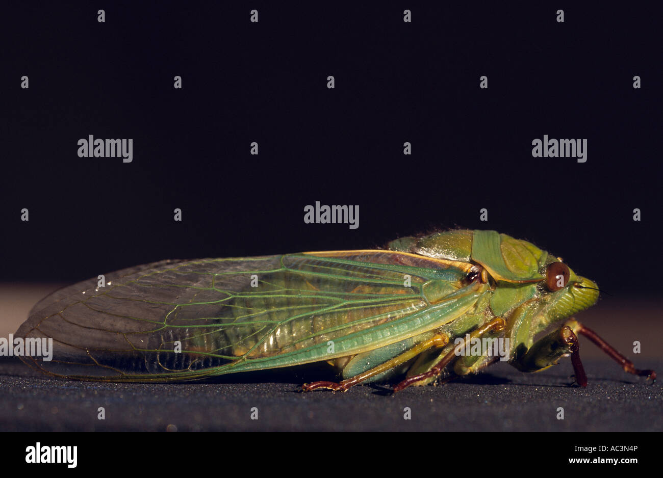 Droghiere verde o giallo lunedì cicale Victoria, Australia, Orizzontale Cyclochila australasiae Foto Stock
