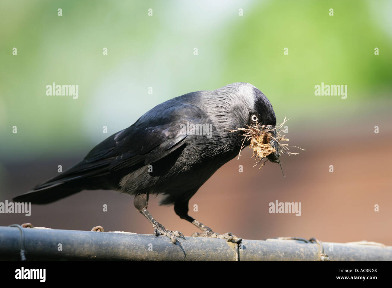 Cornacchia mantellata - Corvus corone cornix Foto Stock