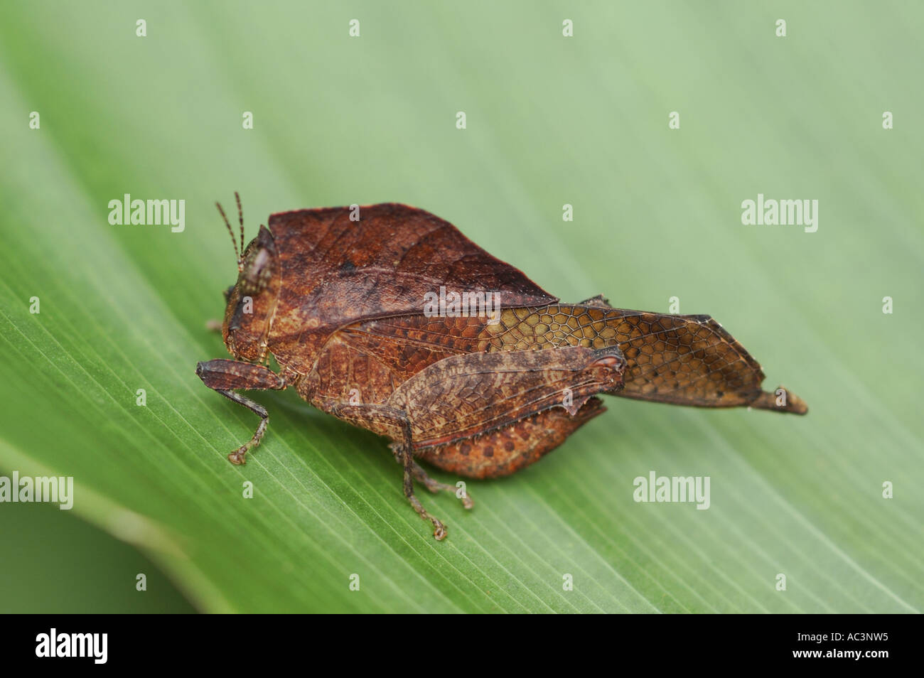 Mimetizzati Leaf grasshopper seduto su di una lamina fogliare in il Taman Negara National Park, Malaysia Foto Stock