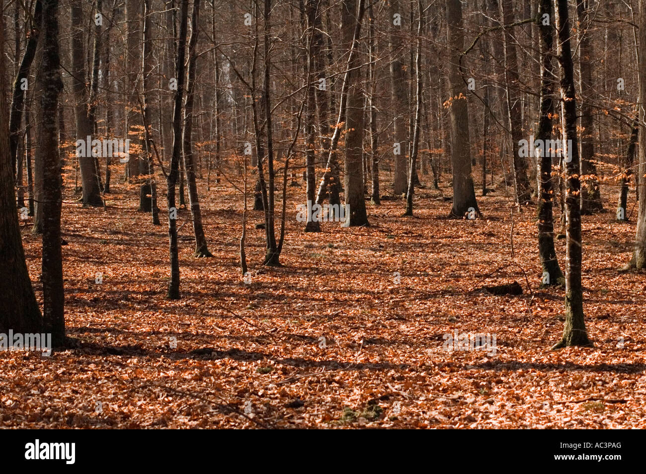 Alberi in ex Royal foresta di Fontainebleau Francia Europa Foto Stock