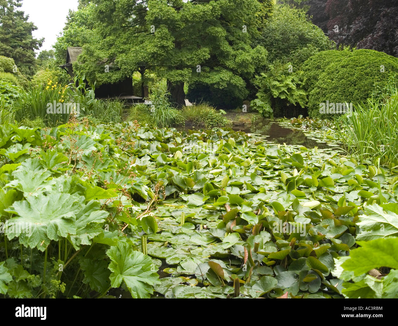 Vegetazione lussureggiante nel water gardens a Newstead Abbey in Nottinghamhire, REGNO UNITO Foto Stock