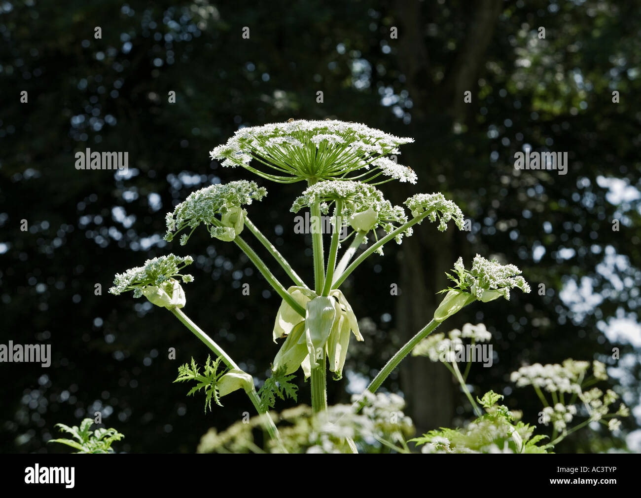 primo piano di testa di seme su pianta contro sfondo di alberi in francia ue Foto Stock