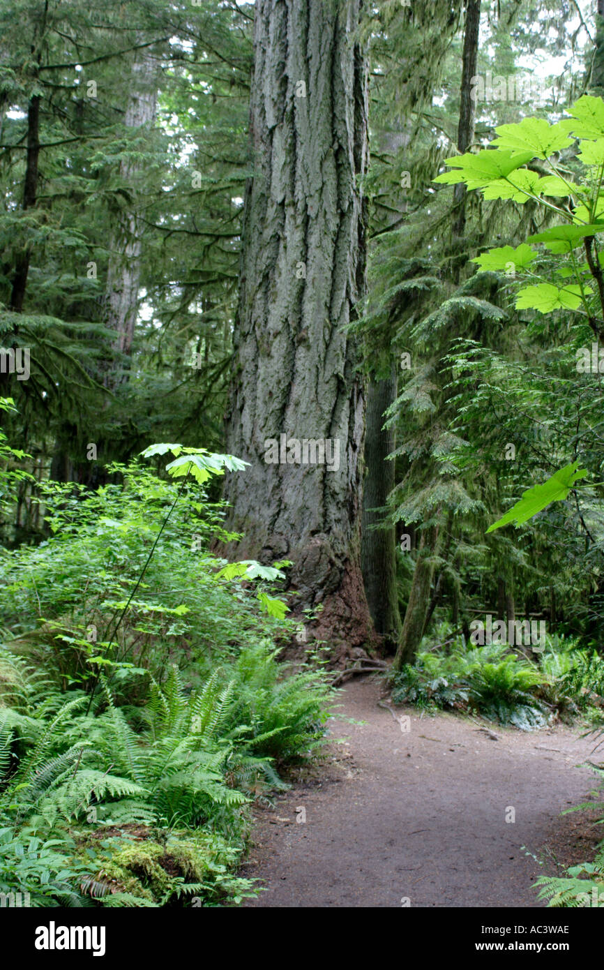 Percorso in Cattedrale Grove MacMillan Parco Provinciale Isola di Vancouver in Canada Foto Stock