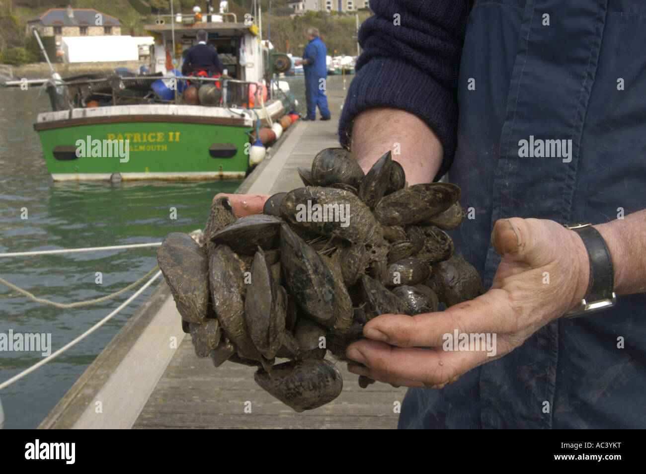 Garry Cooper Port ufficiale sanitario a Falmouth Docks raccoglie campioni di mitili da Fal estuario di acqua per i test di qualità Cornovaglia Foto Stock