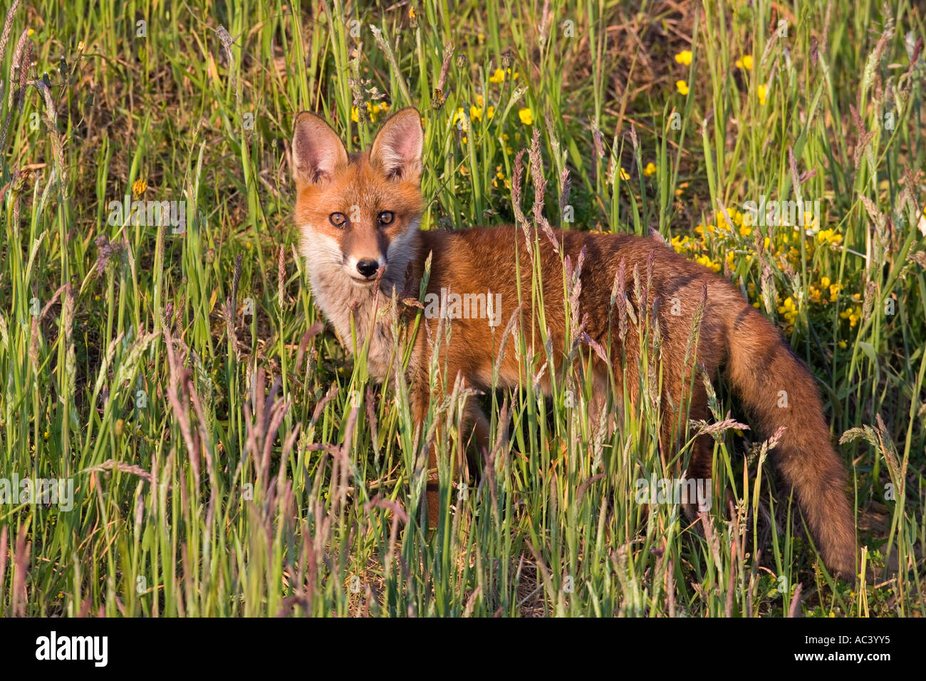 La volpe rossa Vulpes vulpes alla ricerca permanente di avviso in erba lunga potton bedfordshire Foto Stock