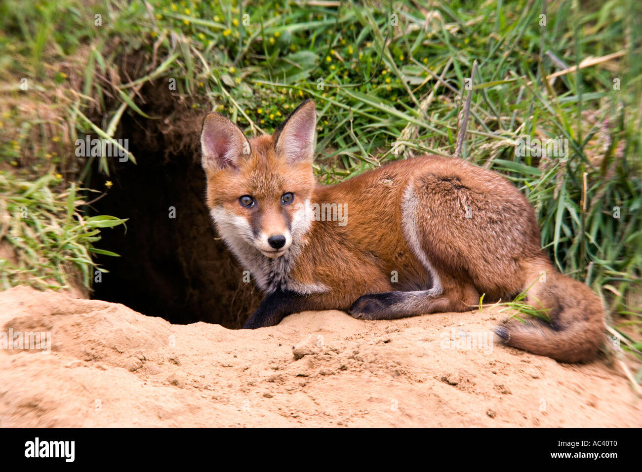 La volpe rossa Vulpes vulpes al di fuori della terra potton bedfordshire cercando alert con orecchie fino Foto Stock