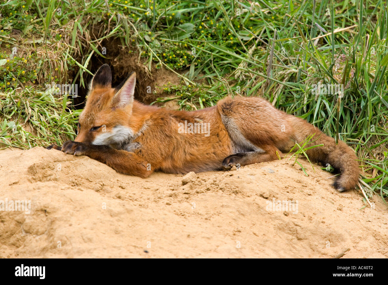 La volpe rossa Vulpes vulpes al di fuori della terra la posa in sun potton bedfordshire Foto Stock