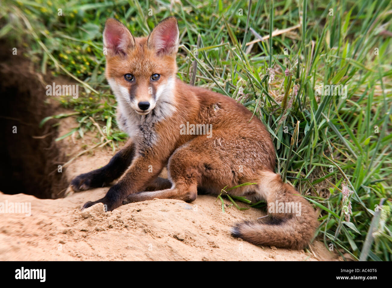 La volpe rossa Vulpes vulpes al di fuori della terra in cerca avviso con le orecchie fino potton bedfordshire Foto Stock