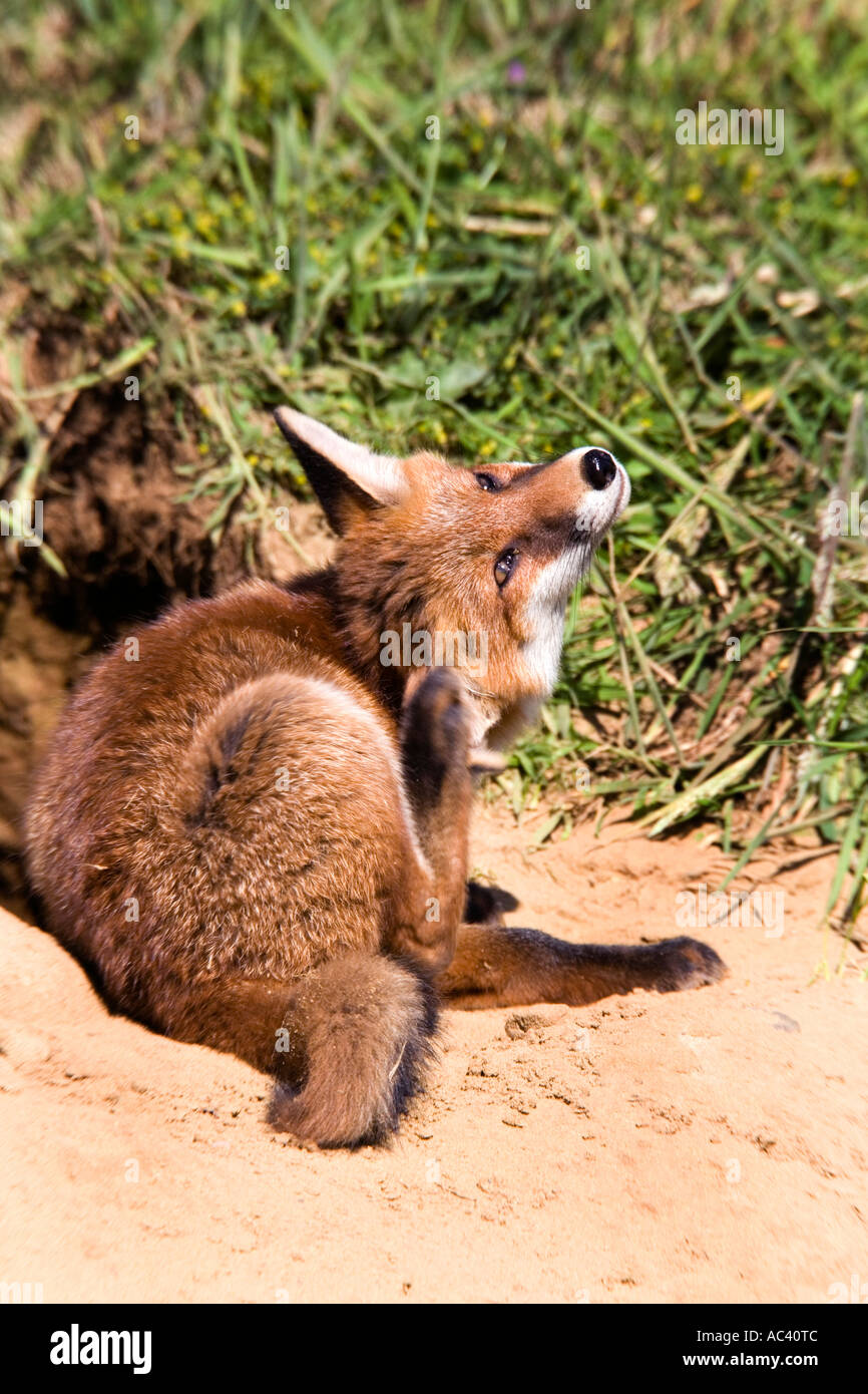 La volpe rossa Vulpes vulpes al di fuori della terra di graffiare orecchio con hind piedi potton bedfordshire Foto Stock